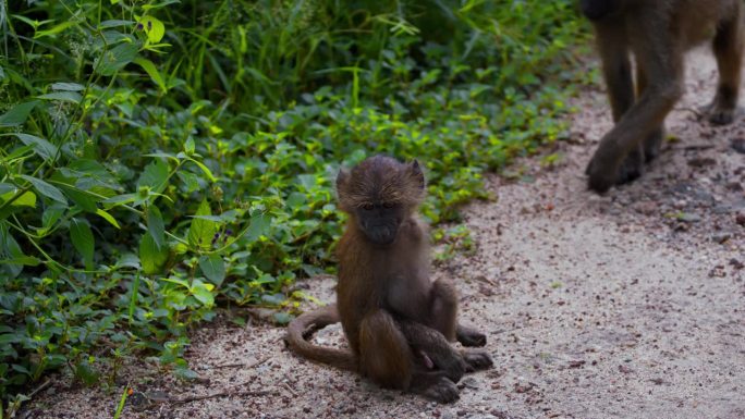 可爱的小橄榄狒狒坐在坦桑尼亚森林灌木丛的泥土上