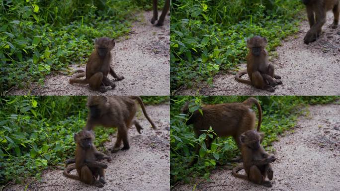 可爱的小橄榄狒狒坐在坦桑尼亚森林灌木丛的泥土上