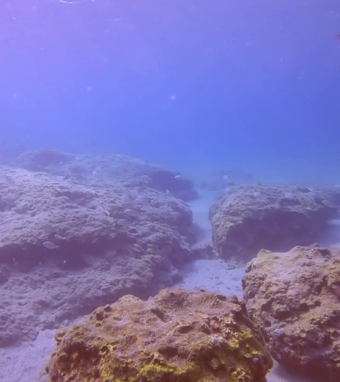 一群大理石纹刺足鱼(Siganus rivulatus)游过岩石海床