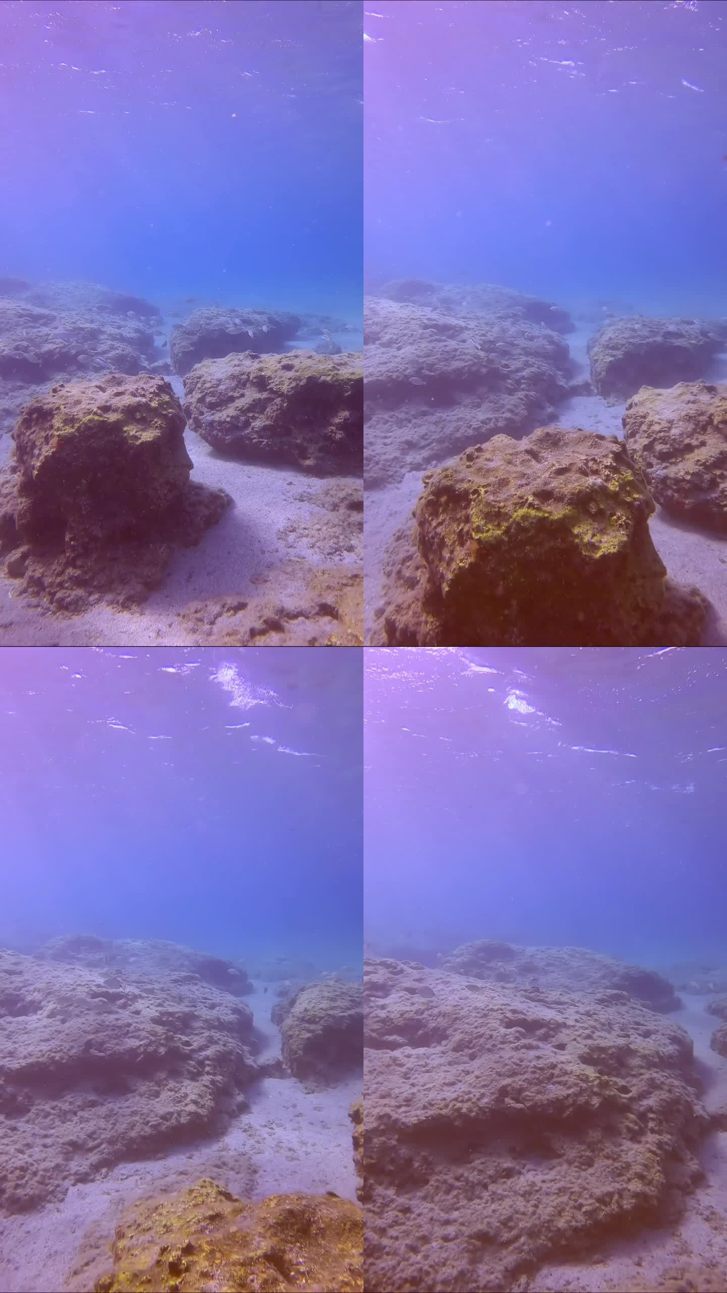 一群大理石纹刺足鱼(Siganus rivulatus)游过岩石海床