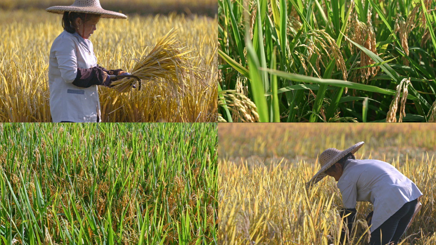 水稻农业大米丰收丰收稻谷稻田播种
