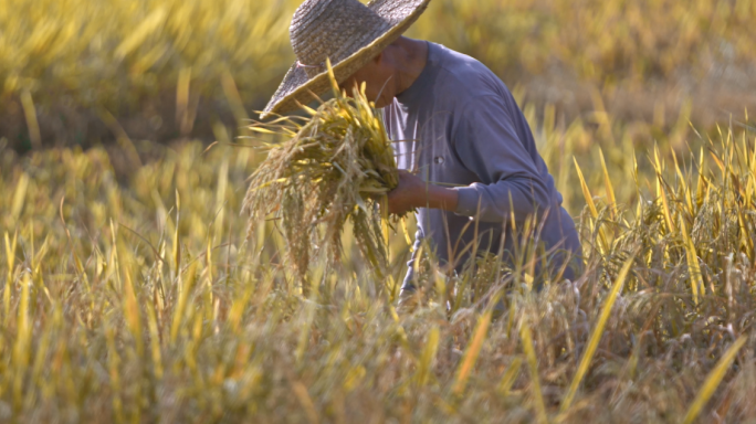 水稻农业大米丰收丰收稻谷稻田播种