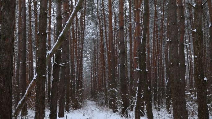 松叶林冬季降雪气氛。在霜冻的日子里，雪白的森林。风景优美的公园树林。大自然冬天的霜冻树林里飘着雪花。