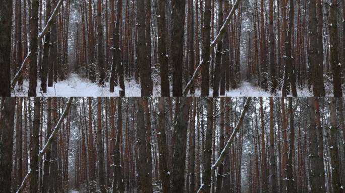 松叶林冬季降雪气氛。在霜冻的日子里，雪白的森林。风景优美的公园树林。大自然冬天的霜冻树林里飘着雪花。