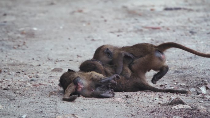 年幼的狒狒在坦桑尼亚荒野地区的土路上打架