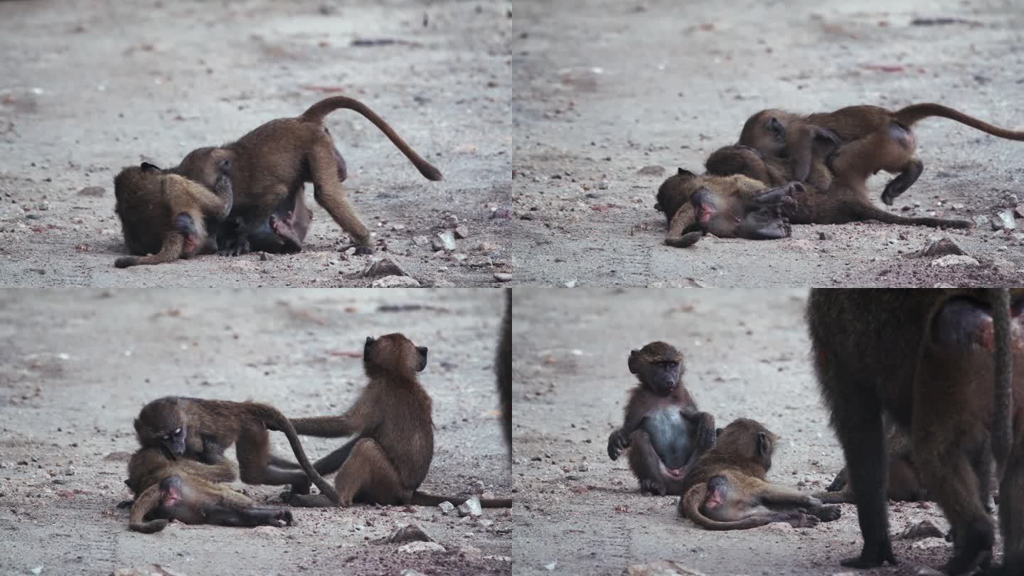年幼的狒狒在坦桑尼亚荒野地区的土路上打架