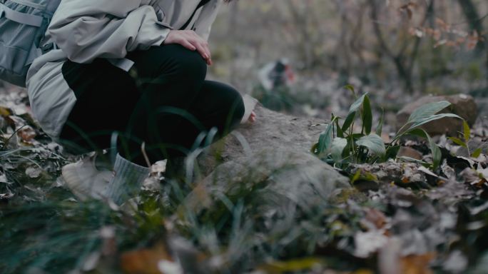 女人女性登山爱怜抚摸植物越野