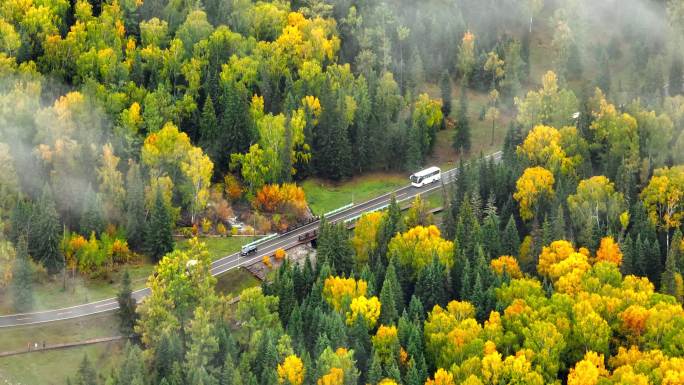 秋天的森林公路