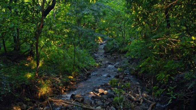 流经坦桑尼亚雨林的小河