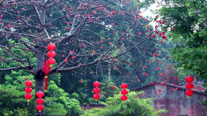 福建泉州木棉花树盛开红灯笼中国结