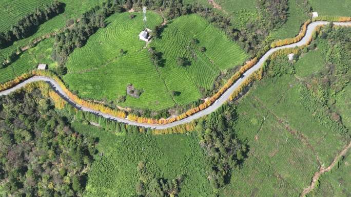 浙江会稽山东白山高山茶场茶山茶园道路秋天