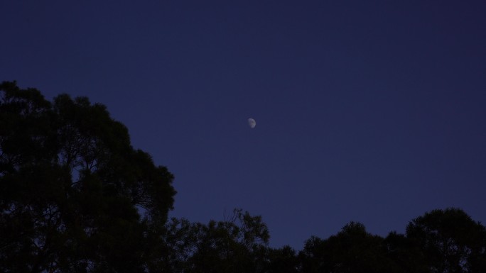 夜晚月亮树林夜幕降临森林半月夜空天空黑夜