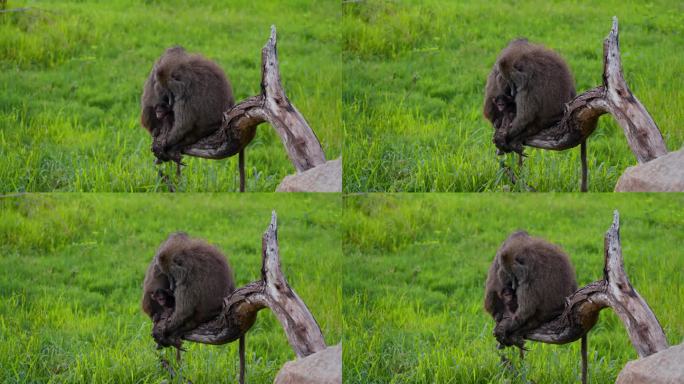 在坦桑尼亚的草地上，橄榄狒狒一家坐在死树上