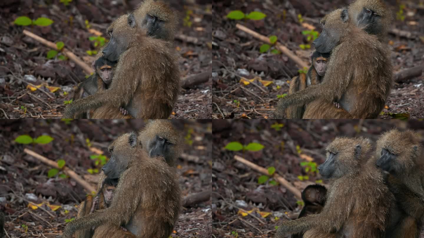 森林里，一只狒狒妈妈抱着她的孩子，另一只狒狒正在给她梳理毛发