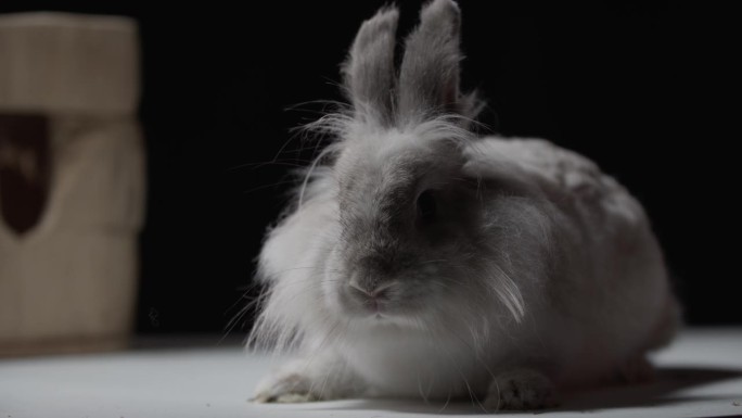 一只毛茸茸的小白兔被人的手抚摸的工作室镜头，4k