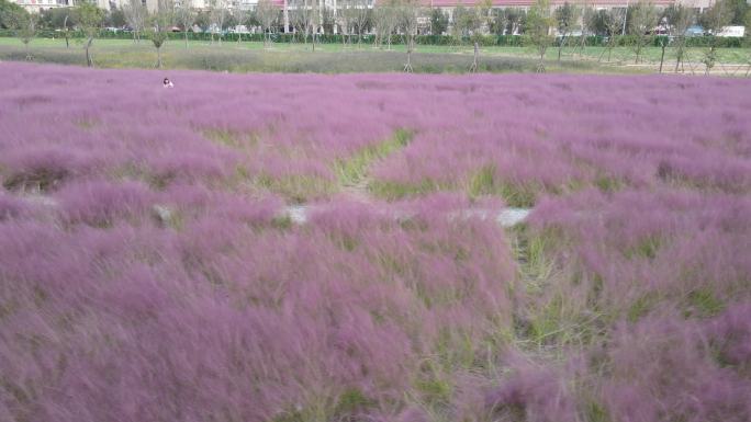 粉黛子花海公园花