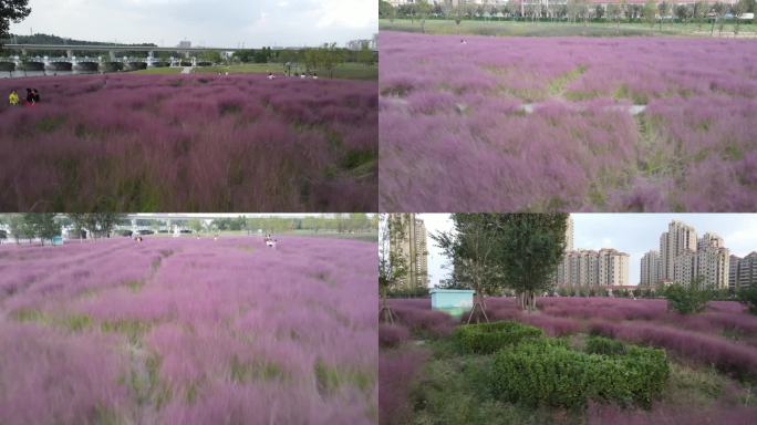 粉黛子花海公园花