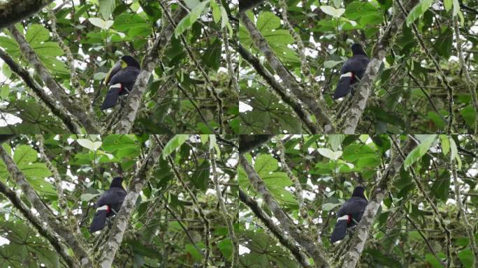 板栗下颚巨嘴鸟或斯温森巨嘴鸟，Ramphastos ambiguus swainsonii，是黄喉巨