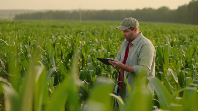 专业农艺师和农民在田间观察玉米叶片，在平板上做笔记