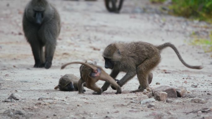 一群狒狒在坦桑尼亚荒野地区的土路上战斗
