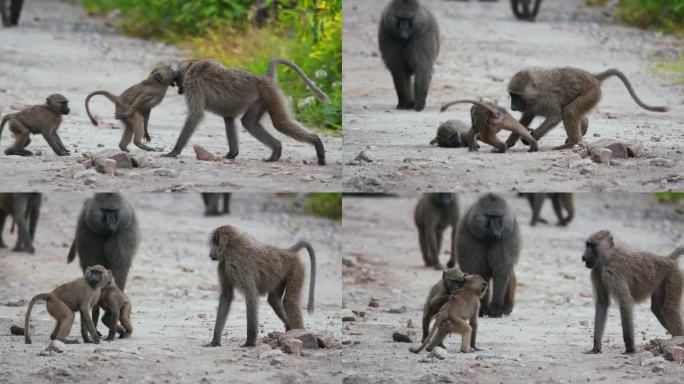 一群狒狒在坦桑尼亚荒野地区的土路上战斗