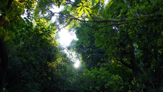 慢镜头驾车穿越坦桑尼亚的常绿雨林