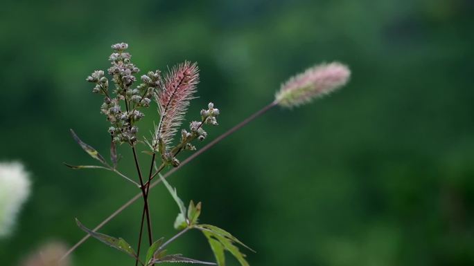 狗尾巴草视频实拍