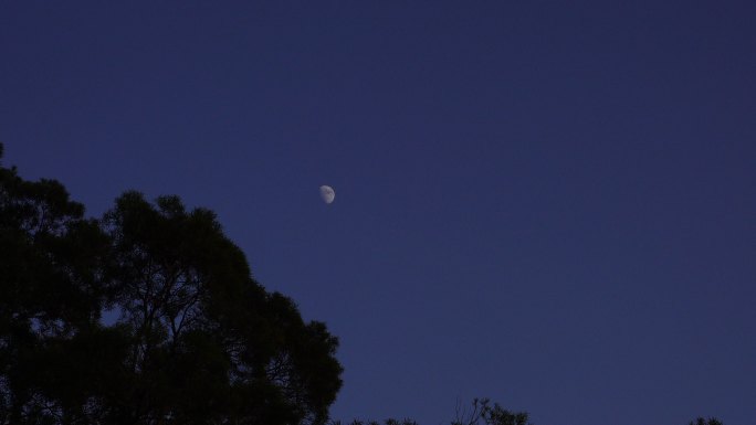 夜晚月亮树林夜幕降临森林半月夜空天空黑夜