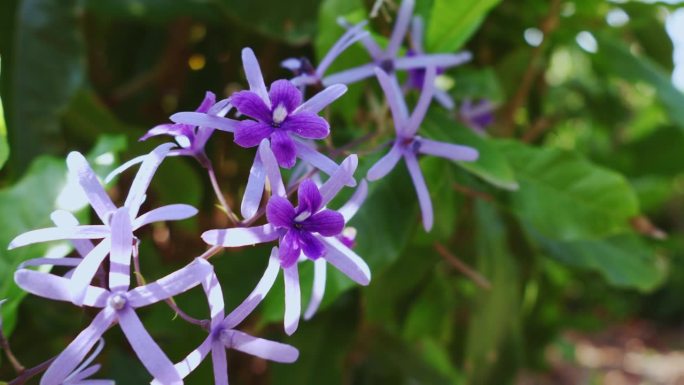 一束紫罗兰花Petrea紫色花环(女王花环或砂纸藤)在开花。