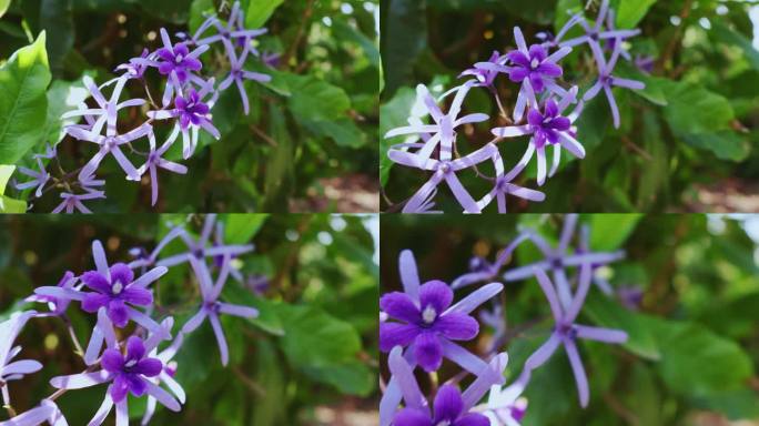 一束紫罗兰花Petrea紫色花环(女王花环或砂纸藤)在开花。
