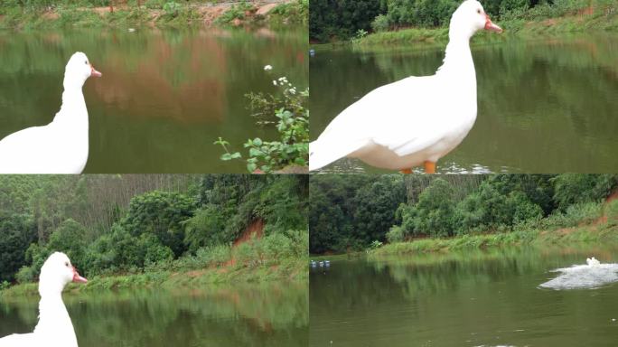 4K实拍南方新农村鱼塘边的大白鸭展翅飞起