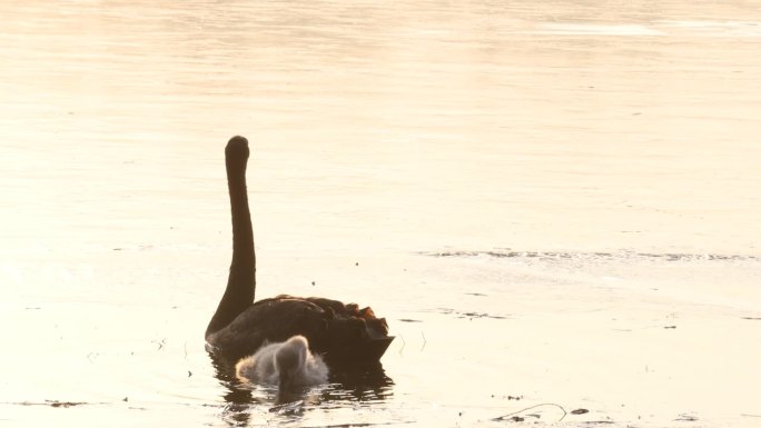 黑天鹅带着宝宝游泳和觅食