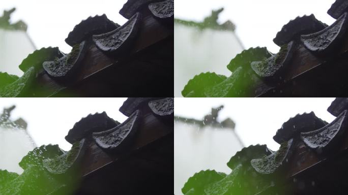 瓦当 细雨 绿叶  4