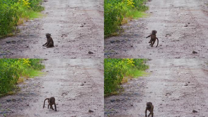 可爱的小橄榄狒狒在坦桑尼亚Tarangire国家公园的土路上奔跑