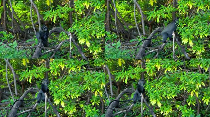 坦桑尼亚森林里，一只蓝猴子坐在树上挠耳朵