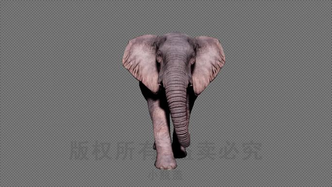 大象走路【高清4K】