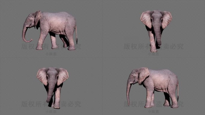 大象走路【高清4K】
