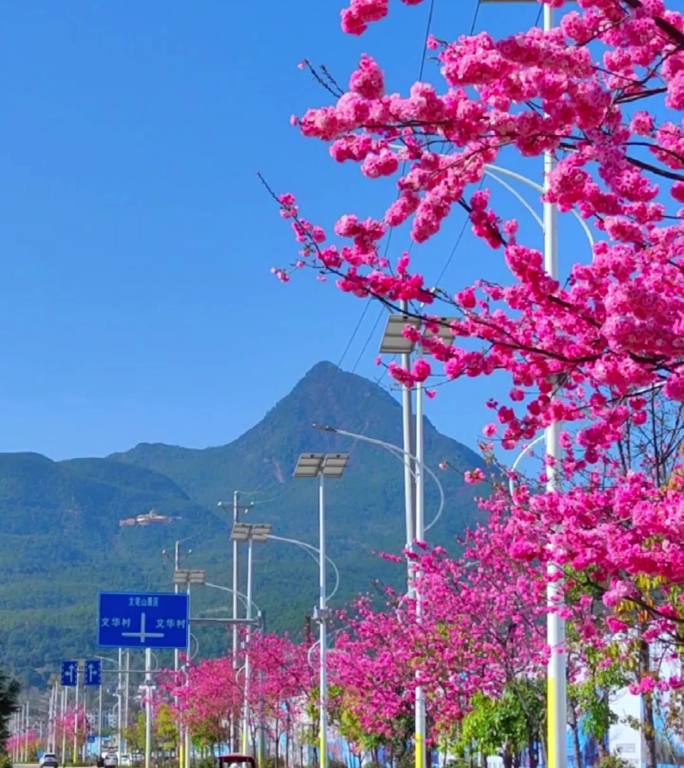 丽江文峰寺路上的樱花