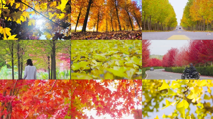 【15分钟】秋天风景红枫 银杏 落羽杉