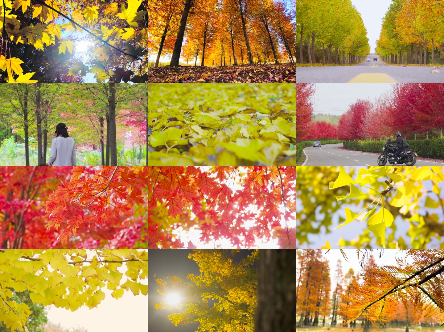 【15分钟】秋天风景红枫 银杏 落羽杉