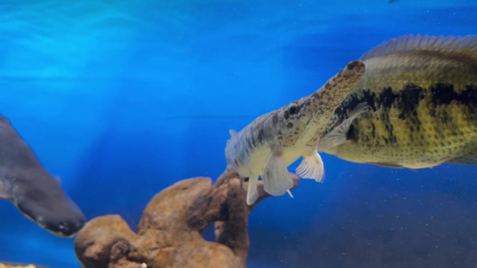 水族馆里的异国鱼观赏鱼