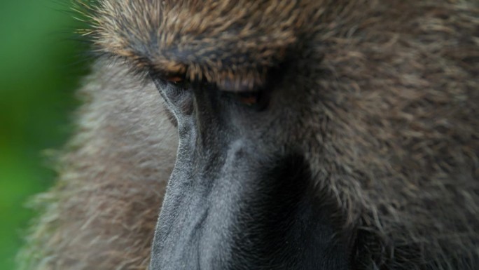 一只狒狒为另一只狒狒梳理毛发的特写镜头