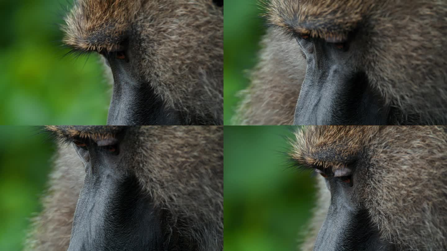 一只狒狒为另一只狒狒梳理毛发的特写镜头