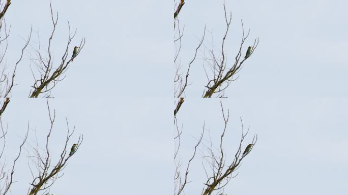 优雅栖息:食蜂鸟在树冠上