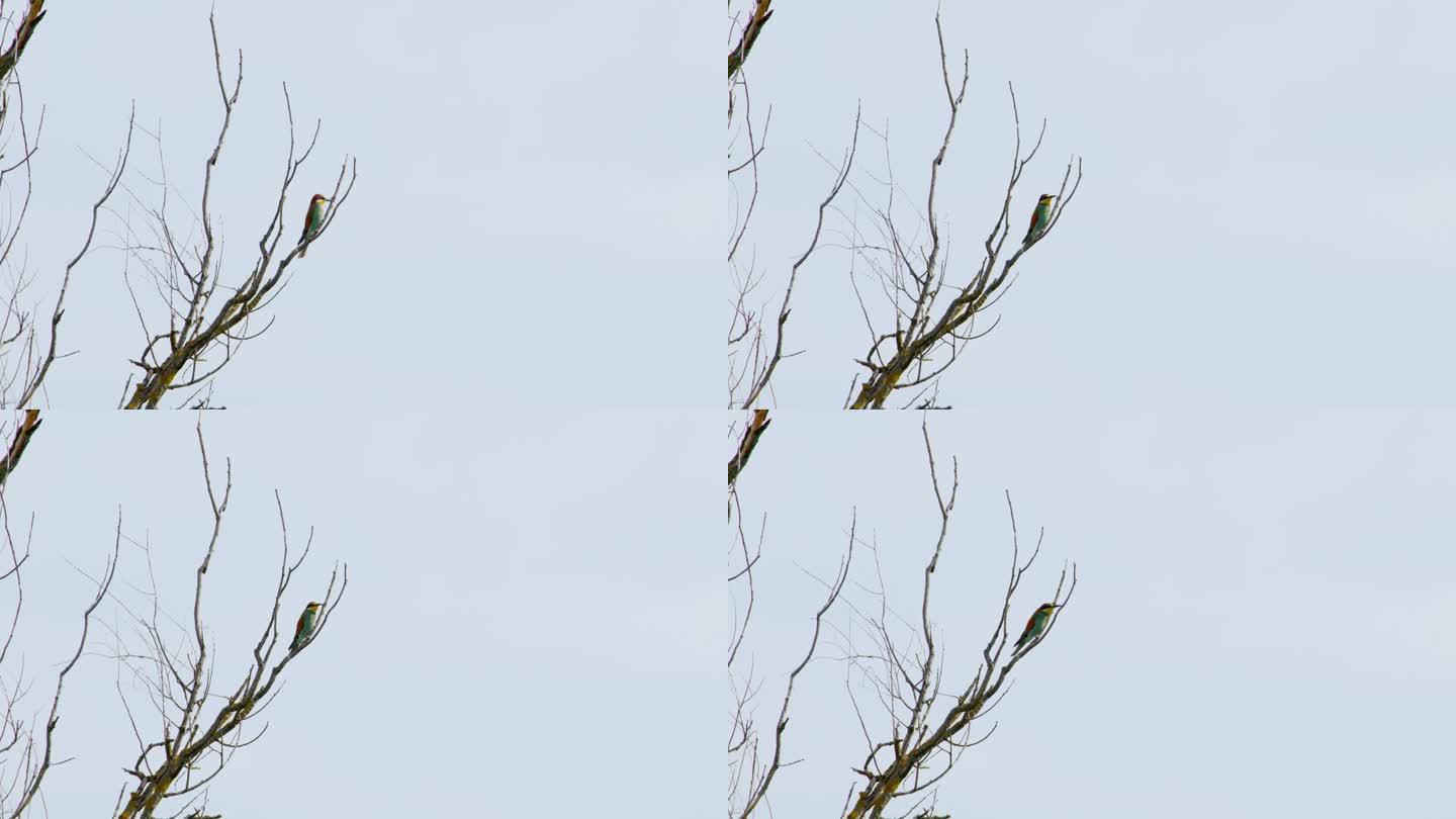 优雅栖息:食蜂鸟在树冠上