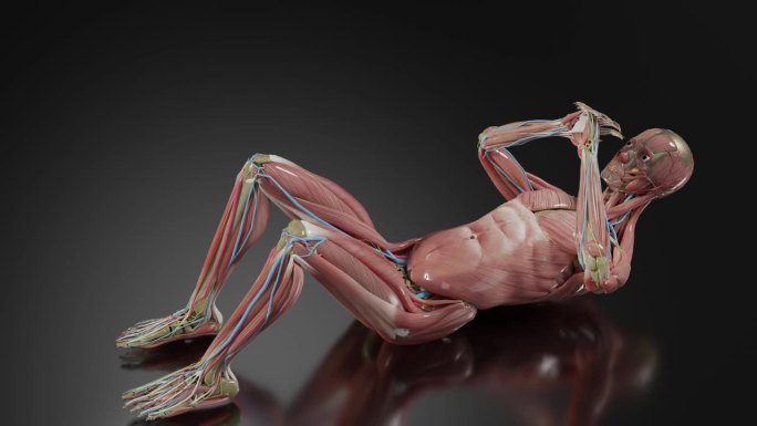 解剖一个男人做仰卧起坐，腹肌锻炼，男性锻炼仰卧起坐，健身和瑜伽练习，3d渲染