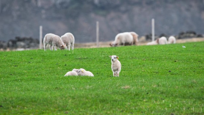牧场上的一群羊。可爱的小羊在山间的绿色草地上吃草。冰岛的夏天。有机羊毛和肉类生产。以8k分辨率拍摄。