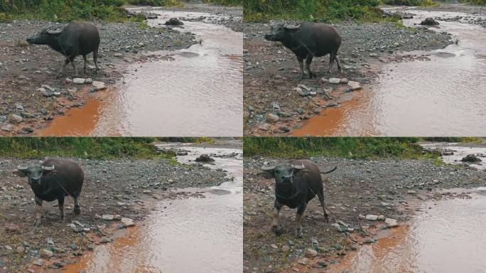 在溪流附近漫游的水牛