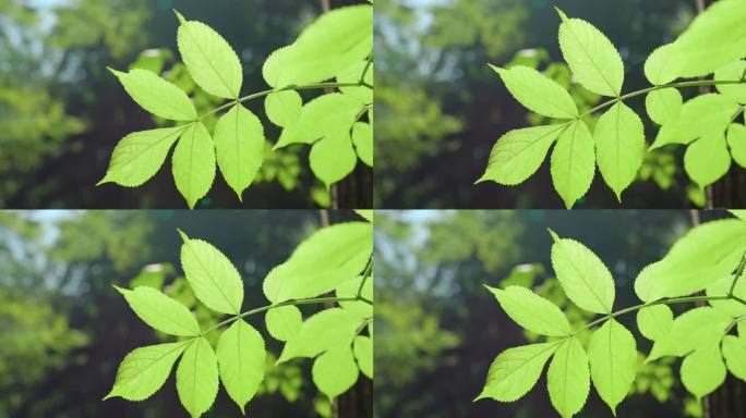 夏季花园中绿角梁的枝叶特写。使用天然绿叶植物作为春季背景封面页环境生态或绿色壁纸。《自然》4K视频片