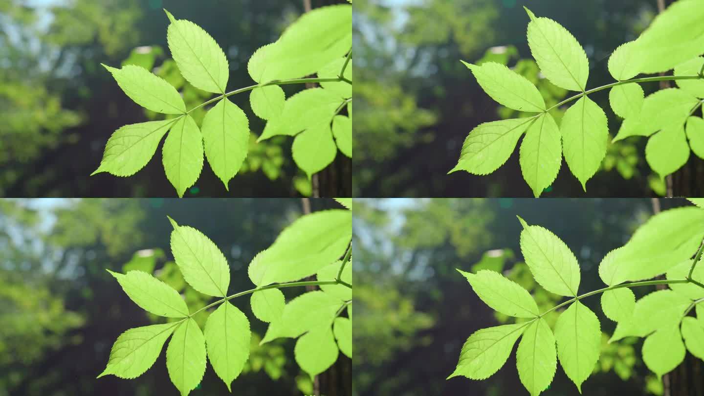 夏季花园中绿角梁的枝叶特写。使用天然绿叶植物作为春季背景封面页环境生态或绿色壁纸。《自然》4K视频片
